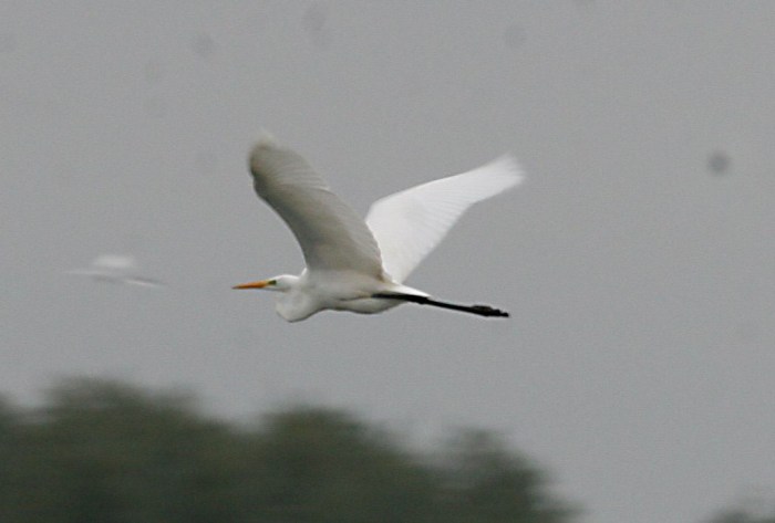 Great White Egret, Stanwick GP, 12th October 2013 (Steve Fisher)