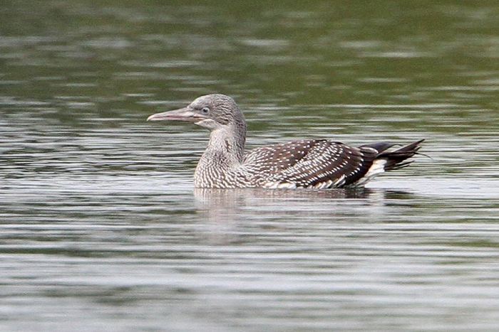 Juvenile Gannet, Thrapston GP, 14th October 2013 (Bob Bullock)