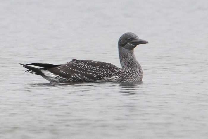 Juvenile Gannet, Thrapston GP, 14th Oct (Bob Bullock)