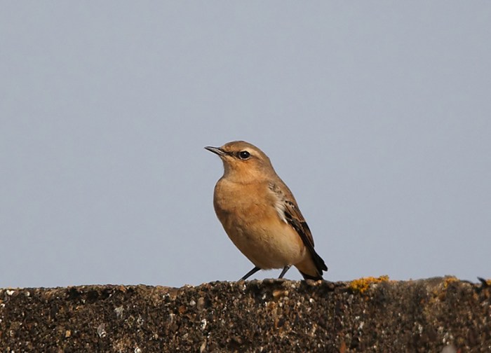 First-winter Northern Wheatear, Harrington Airfield, 28th September 2013 (Doug McFarlane). The richly coloued underparts and relatively late date suggest this may be a bird of the Greenland race.