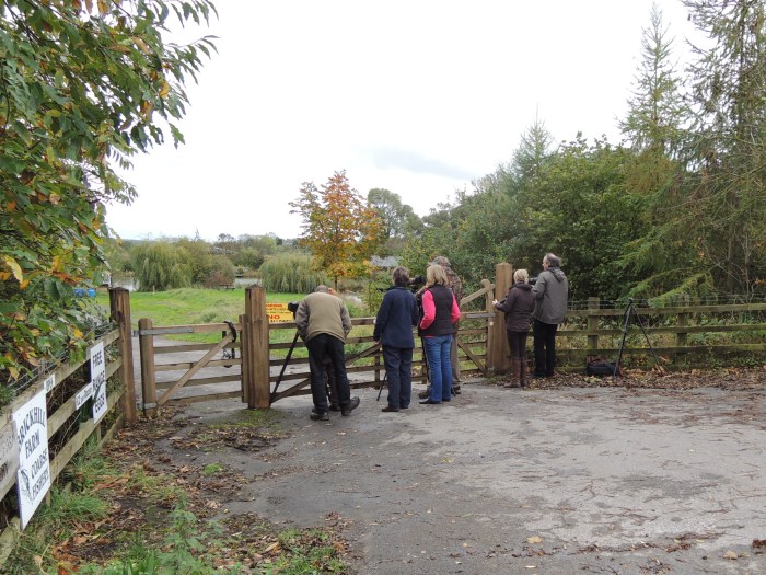 Birders in Hoopoeland, 28th October 2013 (Mike Alibone). This popular bird attracted a steady trickle of admirers during its four-day stay.