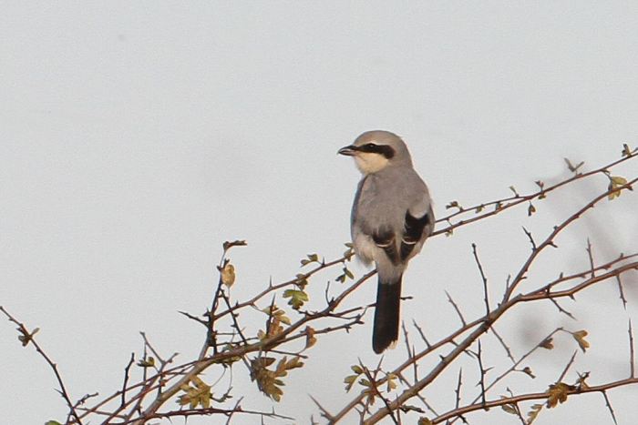 Great Grey Shrike, Harrington AF, October 2013 (Bob Bullock)