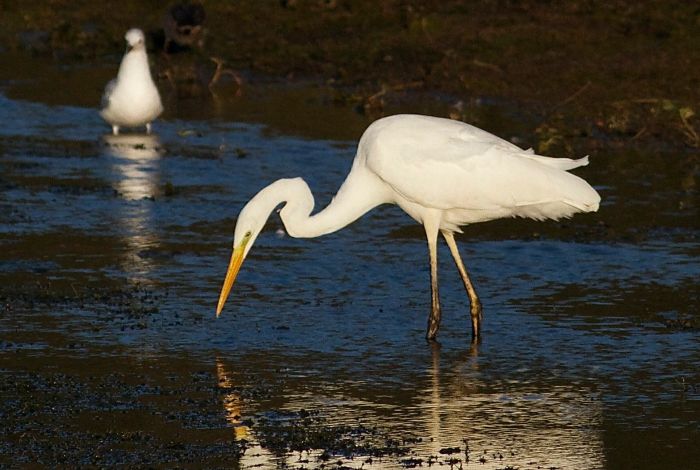 Great White Egret, Pitsford Res, 28th October 2013 (Dave Jackson)