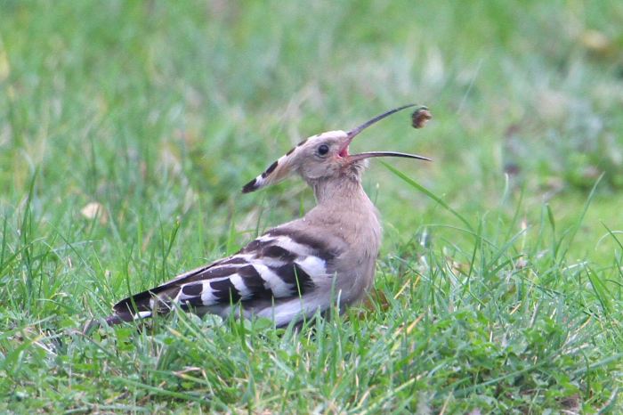 Hoopoe, Woodford Halse, 27th October 2013 (Bob Bullock)