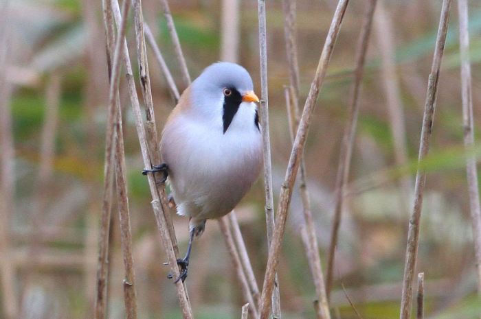 Male Bearded Tit, Stortons GP, 2nd November 2013 (Bob Bullock)