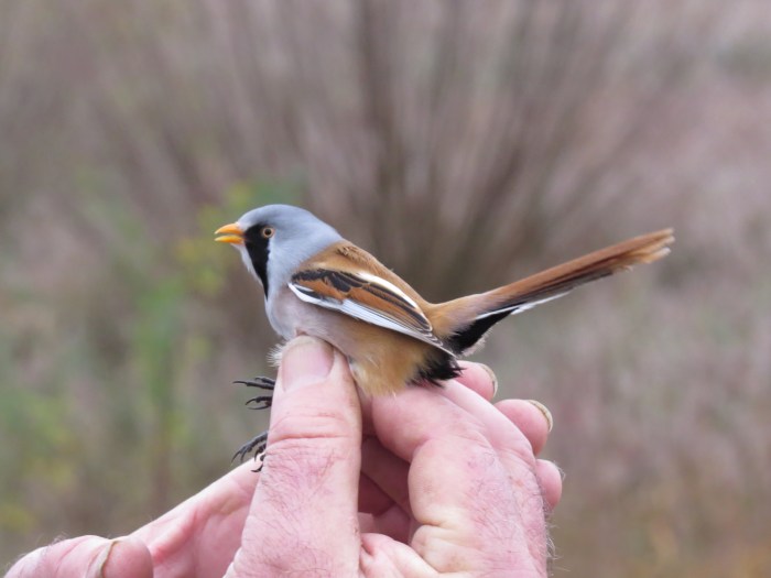 Male Bearded Tit, trapped, Stortons GP, 17th November 2013 (Simon Hales)