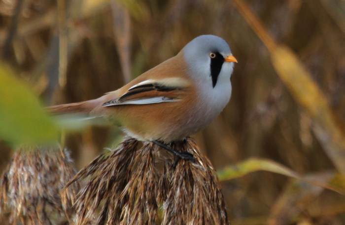Male Bearded Tit, Stortons GP, 13th November 2013 (Alan Coles)