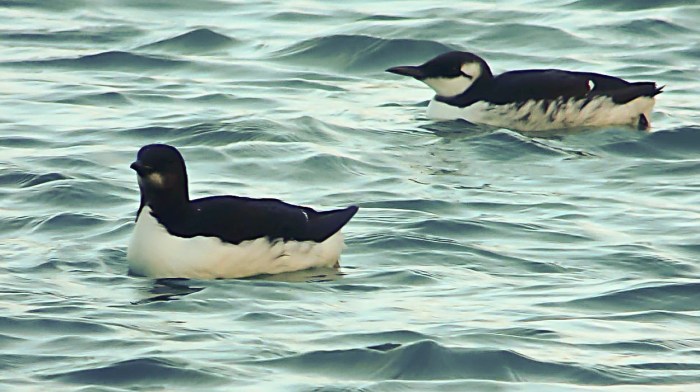 Brunnich's Mike Alibone3