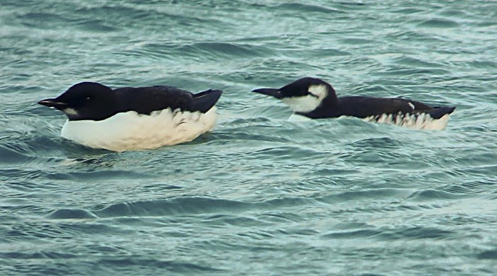 Brunnich's Mike Alibone4