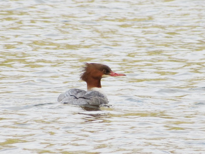 Female Goosander, Abington Park Lake, Northampton, 6th December 2013 (Martin Dove). This urban site has consistently provided local birders with close    photographic opportunities in recent winters.