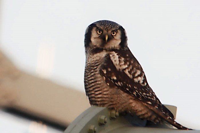 Hawk Owl, Zwolle, 10th December 2013 (Mike Alibone) 253.21