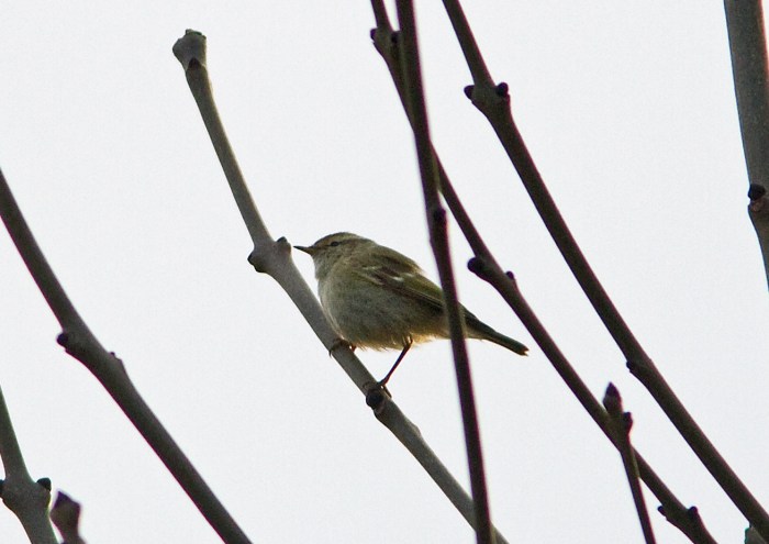 Hume's Warbler, Northamptonshire, 7th December 2013 (Neil Hasdell)