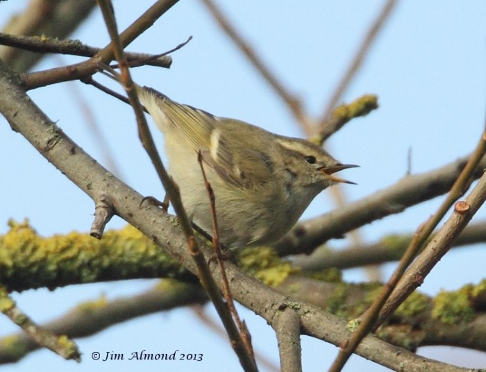 Hume’s Warbler, north Northants, 11th December 2013 (Jim Almond) www.shropshirebirder.blogspot.co.uk The first for Northamptonshire. Typically duller and plainer looking than Yellow-browed Warbler, lacking the latter’s darker lower border to the supercilium and darker bases to secondaries which, on Yellow-browed, lend contrast to the wing bars and supercilia, giving it a quite different character. Other pro-Hume’s features are the dark legs and bill, the latter with an extensive pale base to the lower mandible only.