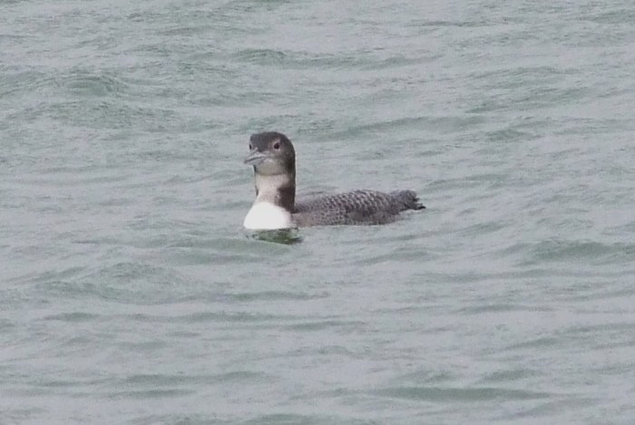 Juvenile Great Northern Diver, Pitsford Res, 17th December 2013 (Douglas Goddard)