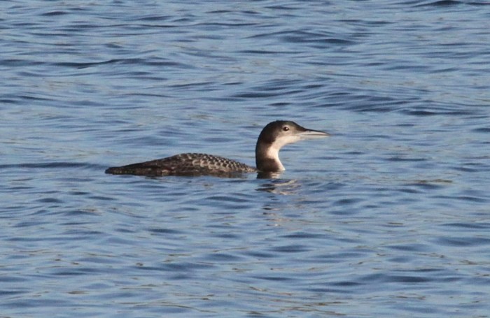 Juvenile Great Northern Diver, Pitsford Res, 19th December 2013 (Phil Jackman)