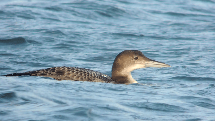 Juvenile Great Northern Diver, Pitsford Res, 24th December 2013 (Mike Alibone)