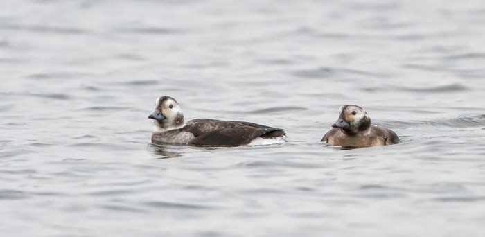  Long-tailed Ducks, Earls Barton GP, 3rd December 2013 (Simon Wantling) www.simonwantlingphotography.co.uk 