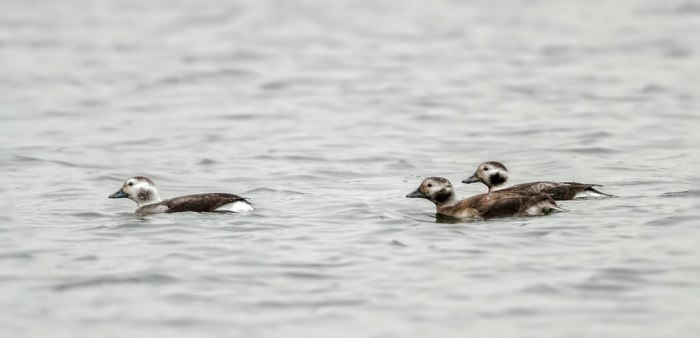 Long-tailed Ducks, Earls Barton GP, 3rd December 2013 (Simon Wantling) www.simonwantlingphotography.co.uk 