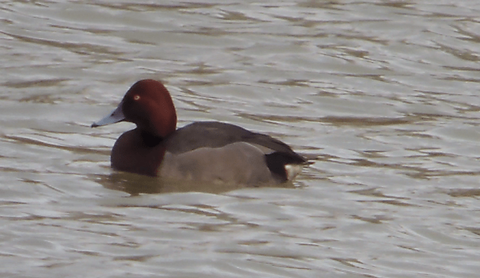 Pochard x Ferruginous Duck hybrid, Stortons GP, 31st December 2013 (Mike Alibone)