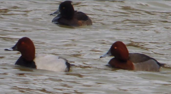 Pochard x Ferruginous Duck hybrid, Stortons GP, 31st December 2013 (Mike Alibone)1B