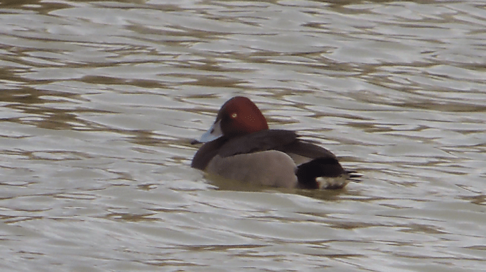 Pochard x Ferruginous Duck hybrid, Stortons GP, 31st December 2013 (Mike Alibone)3
