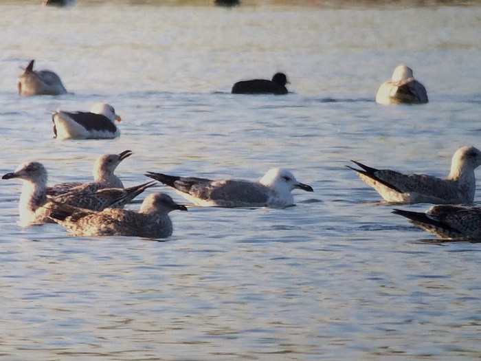 Second-winter Caspian Gull, Ditchford GP, 1st December 2013 (John Friendship-Taylor)