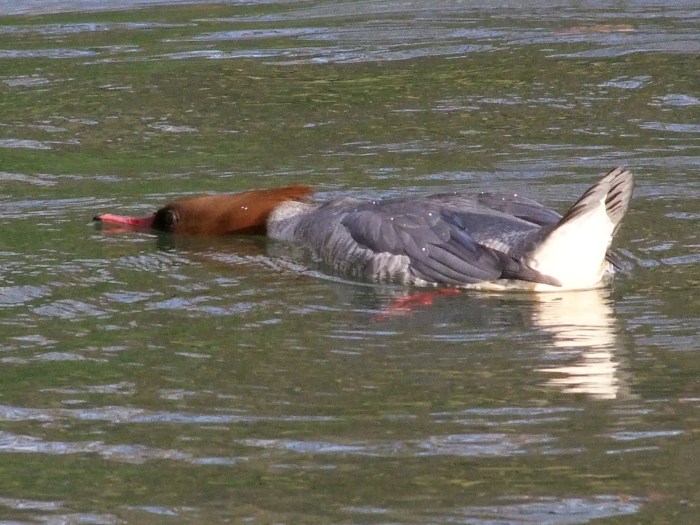 Female Goosander, Abington Park Lake, Northampton, January 2014 (Doug Goddard)
