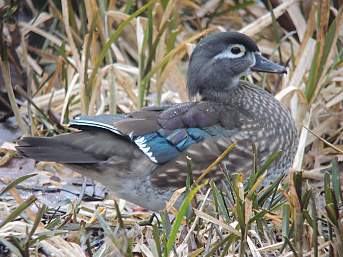 Adult female Wood Duck, Northampton, January 2014 (Mike Alibone). The iridescent blue extending on to the third row of coverts ages this as an adult.