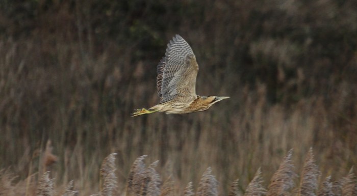 Bittern, Stortons GP, 10th January 2014 (Alan Coles)