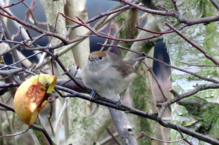 Central European Blackcap, Sywell, 27th December 2013 (Jim Dunkley)
