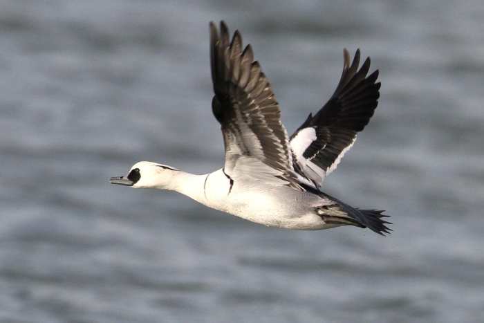 Drake Smew, Pitsford Res, 10th Jan 2014 (Bob Bullock)