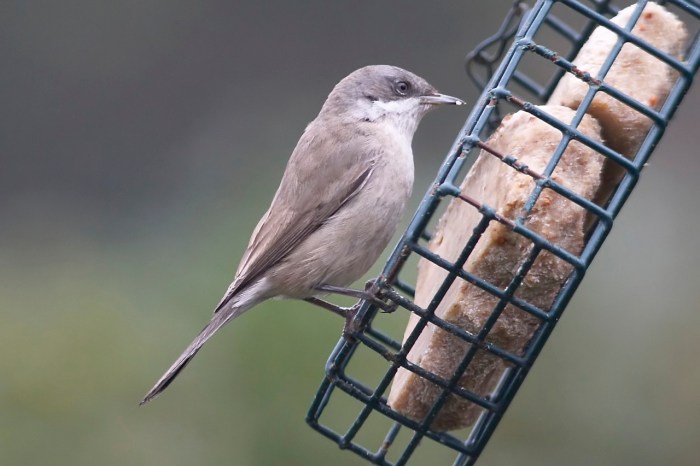 Eastern Lesser Whitethroat, Northampton 18th January 2014 (Dave Jackson)