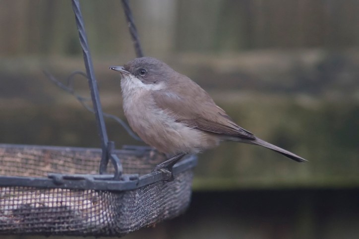 Eastern Lesser Whitethroat, Northampton 18th January 2014 (Dave Jackson)