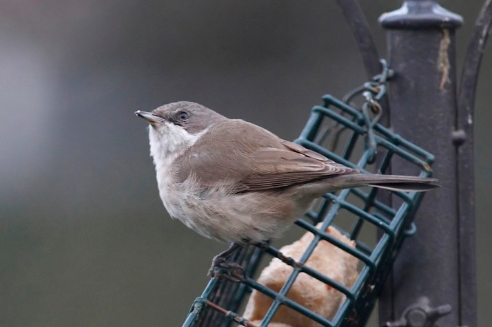 Eastern Lesser Whitethroat, Northampton 18th January 2014 (Dave Jackson)