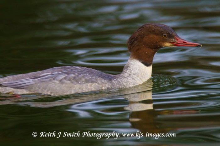 First-winter male Goosander, Abington Park, 22 Dec 2011 (Keith J Smith)
