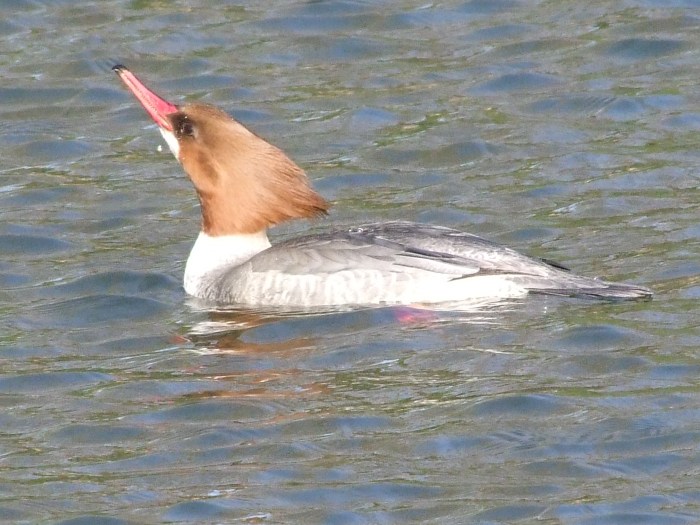 Female Goosander, Abington Park Lake, Northampton, January 2014 (Doug Goddard)