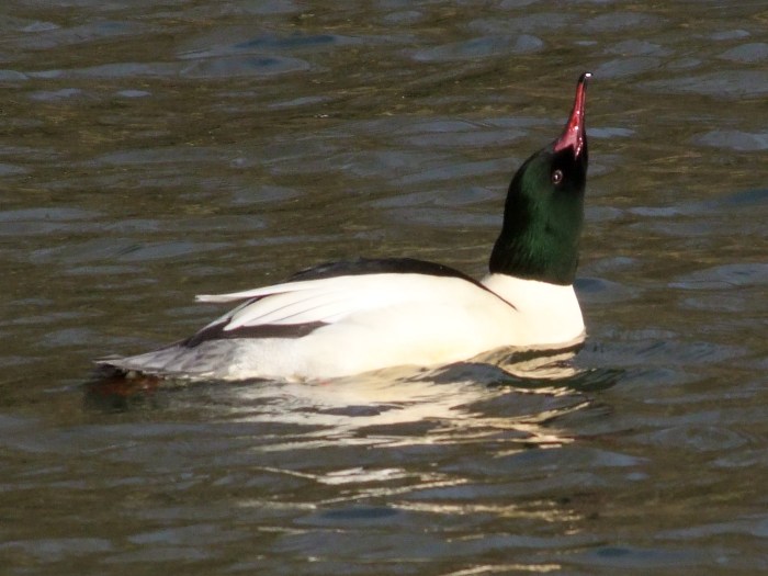 Drake Goosander, Abington Park Lake, Northampton, January 2014 (Doug Goddard)