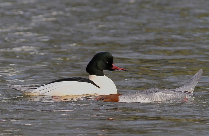 Goosanders, Abington Park Lake, Northampton, January 2014 (Dave Jackson)