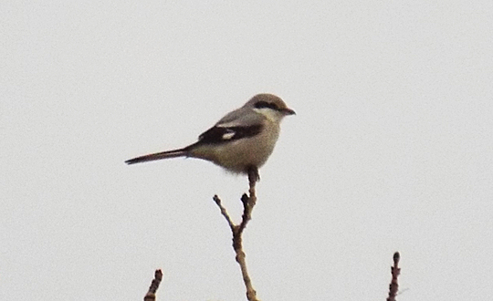 Great Grey Shrike, Lowick, 18th January 2014 (Alex Holt)