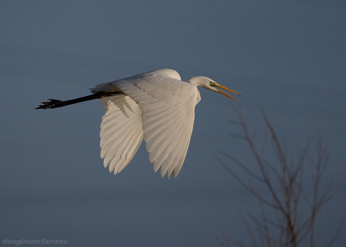 Great White Egret, Earls Barton GP, 6th January 2014 (Doug McFarlane)