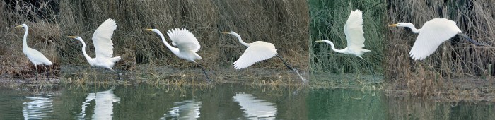 Great White Egret, Pitsford Res, 14th January 2014 (Glyn Dobbs)
