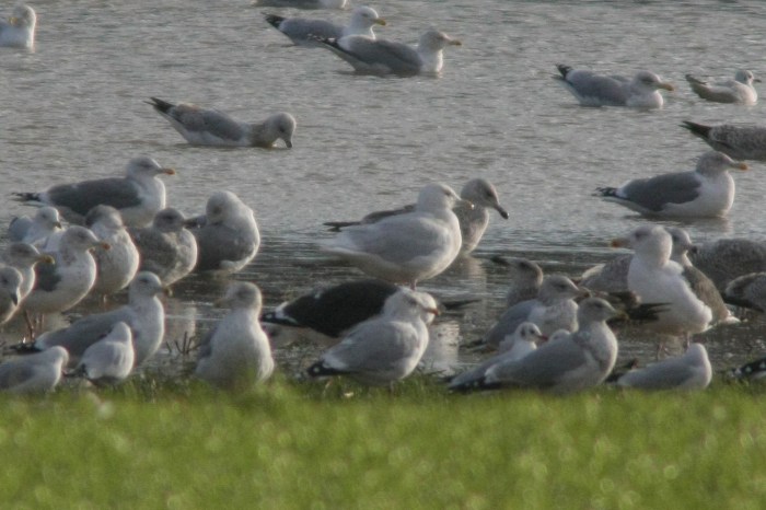 Adult Glaucous Gull, Wellingborough, 12th January 2014 (Martin Elliott)