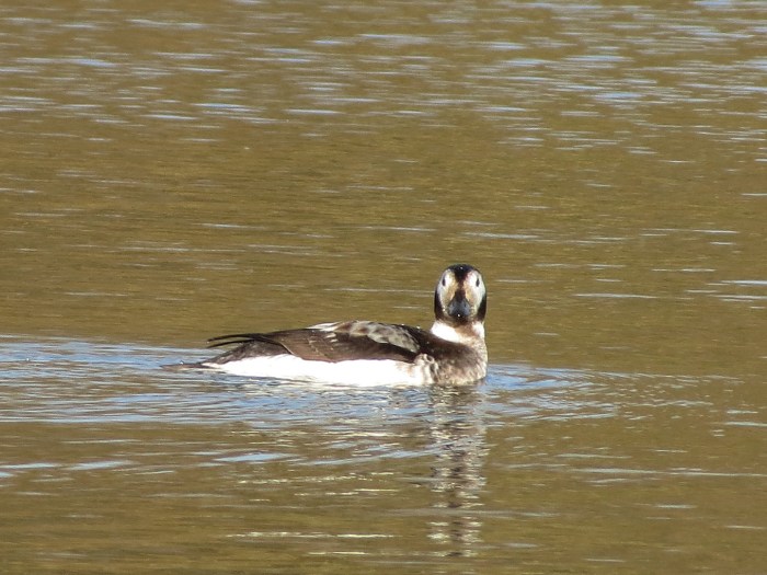 Long-tailed Duck, Earls Barton GP, 3rd January 2014 (Martin Dove)