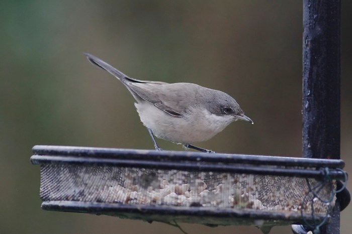Lesser Whitehroat, Northampton, 17th January 2014 (Dave Jackson)