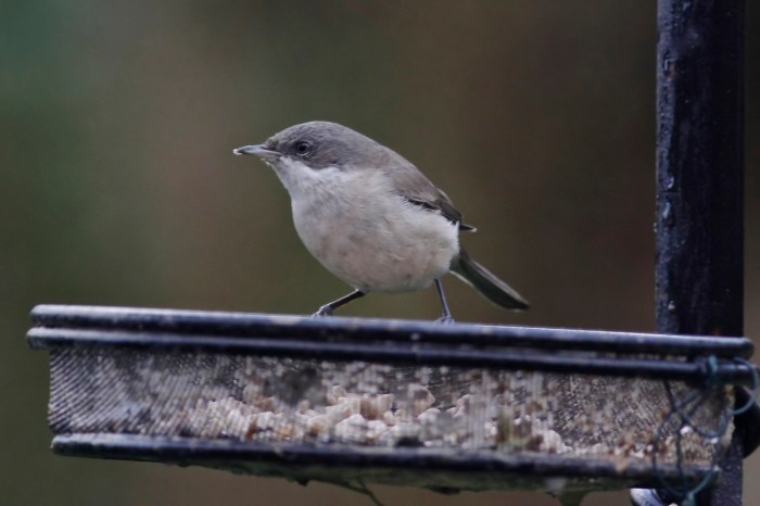 Lesser Whitethroat, Northampton, 17th January 2014 (Dave Jackson)