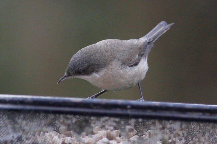 Lesser Whitethroat, Northampton, 17th January 2014 (Dave Jackson)4