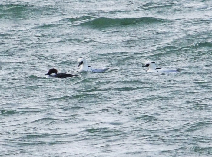 Smew, Pitsford Res, 27th January 2014 (Douglas Goddard)