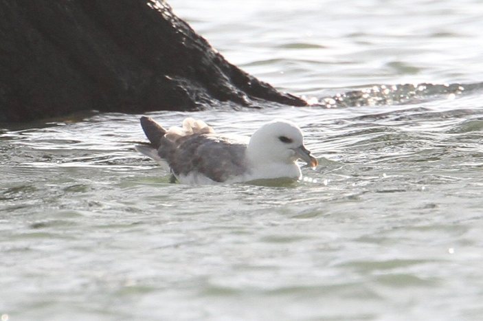 Fulmar, Ravensthorpe Res, 26th February 2014 (Bob Bullock)