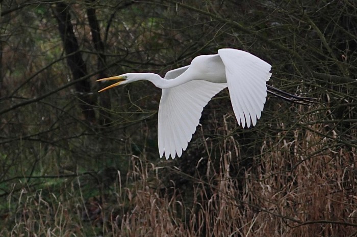 Great White Egret, Pitsford Res, 4th February 2014 (Dave Jackson)