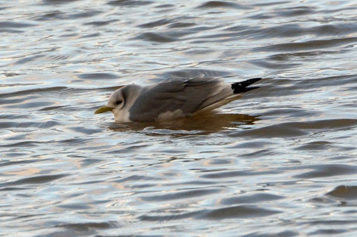 Kittiwake, Stanford Res, 10th February 2014 (John Moon)